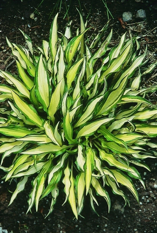 Image of Hosta 'Medusa'|R. Herold Gdn, MA|
