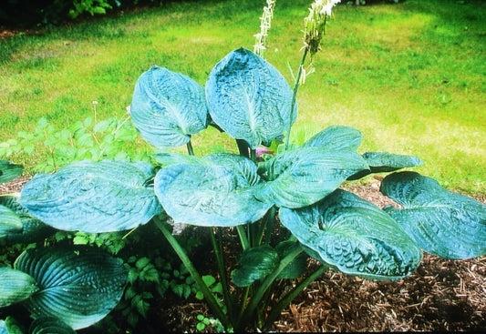 Image of Hosta 'Millennium'|J. Wilkins Gdn, MI|B. Solberg