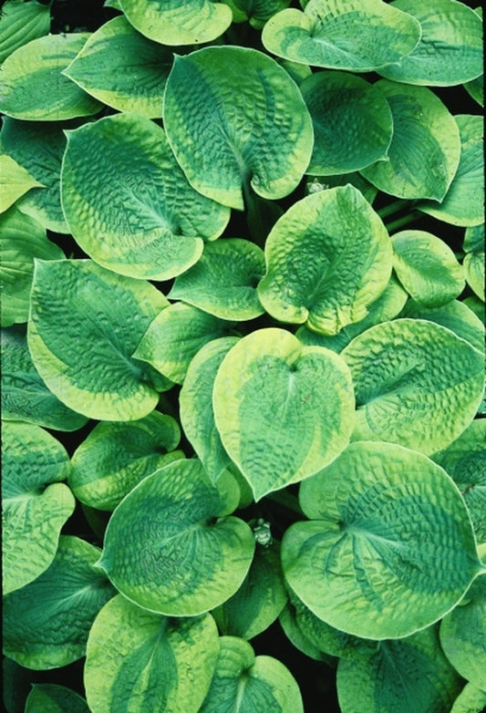 Image of Hosta 'Millie's Memoirs'|H. Hansen Gdn, MN|