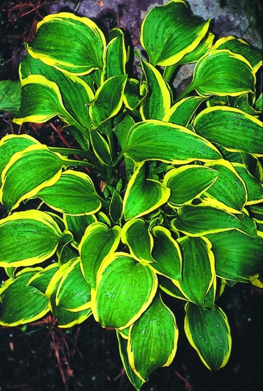 Image of Hosta 'Mishima Fukurin'|Juniper Level Botanic Gdn, NC|JLBG