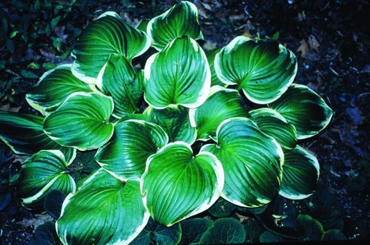 Image of Hosta 'Miss Saigon'|H. Hansen Gdn, MN|H. Hansen