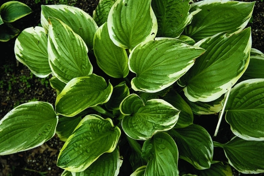 Image of Hosta 'Mistress Mabel'|V. Wade Gdn, OH|