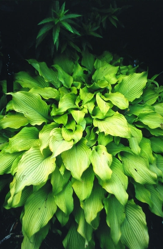 Image of Hosta 'Moon Waves'|Juniper Level Botanic Gdn, NC|JLBG
