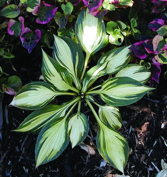 Image of Hosta 'Morning Light'|Walters Gardens, MI|www.perennialresource.com
