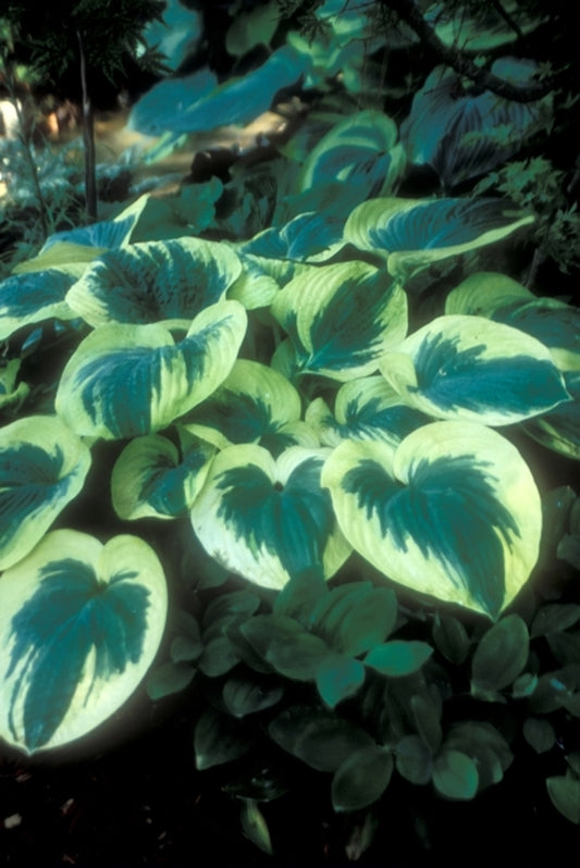 Image of Hosta 'Mount Tom'|Juniper Level Botanic Gdn, NC|JLBG