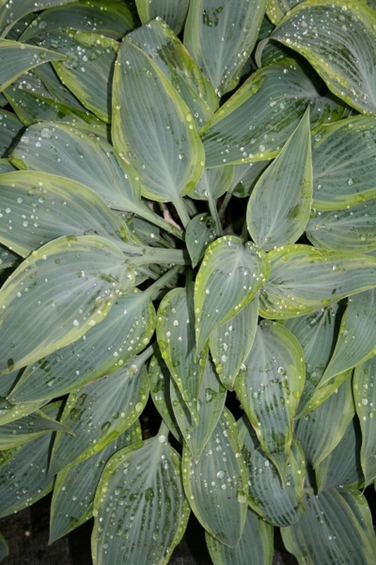 Image of Hosta 'Mourning Dove' PP 17,311|Juniper Level Botanic Gdn, NC|JLBG
