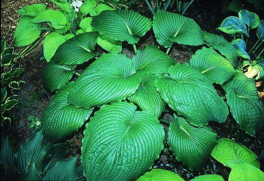 Image of Hosta 'Niagara Falls'|O. Petryszyn Gdn, IN|