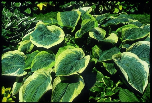 Image of Hosta 'Northern Halo'|V. Wade Gdn, OH|