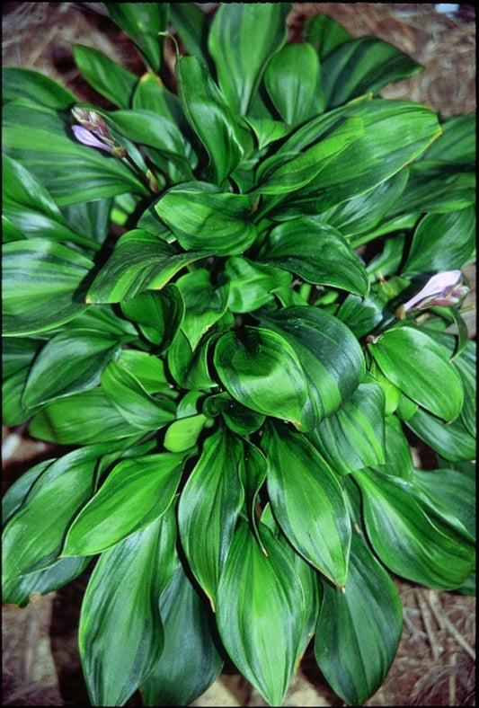 Image of Hosta 'Obsession'|Juniper Level Botanic Gdn, NC|JLBG