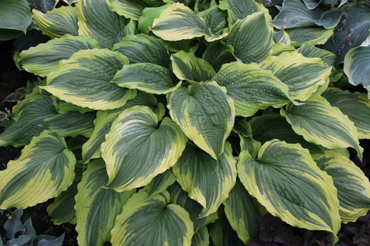 Image of Hosta 'One Last Dance' PP 30,000|Walters Gardens, MI|