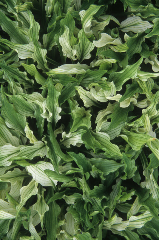 Image of Hosta 'Out House Delight'|Juniper Level Botanic Gdn, NC|JLBG