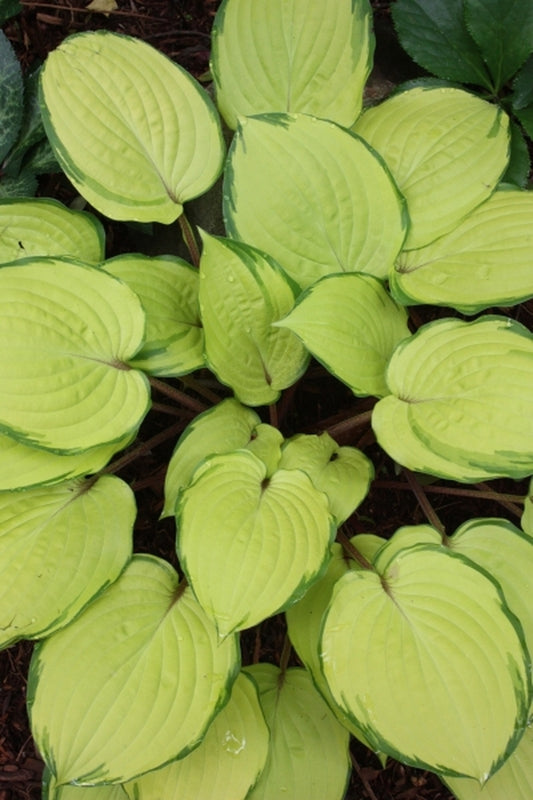 Image of Hosta 'Paradise Island' PP 20,798|Juniper Level Botanic Gdn, NC|JLBG