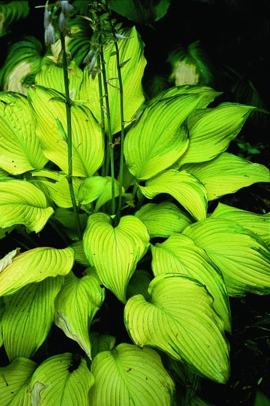 Image of Hosta 'Paradise Power' PP 12,117|H. Hansen Gdn, MN|H. Hansen