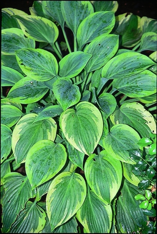 Image of Hosta 'Peace'|Heuermann Gdn, IL|