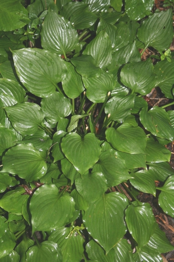 Image of Hosta 'Peedee Elfin Bells'|Juniper Level Botanic Gdn, NC|JLBG