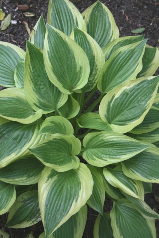 Image of Hosta 'Percy'|Juniper Level Botanic Gdn, NC|JLBG