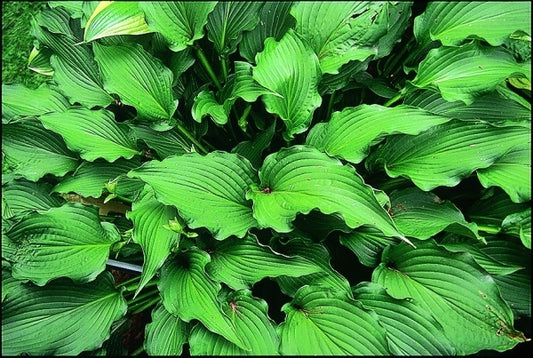 Image of Hosta 'Permanent Wave'|V. Wade Gdn, OH|