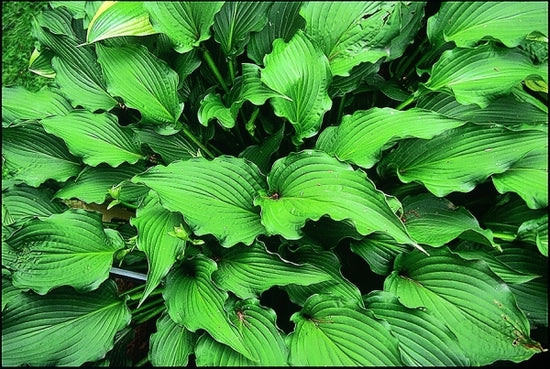 Learn about Hosta 'Permanent Wave' | P. Banyai 89 | Perennial Encyclopedia