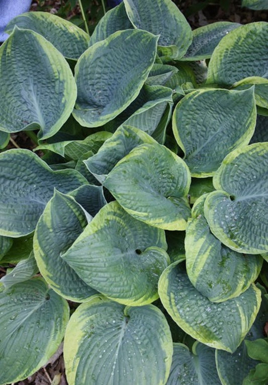 Image of Hosta 'Pharaoh's Fawcett'|H. Hansen Gdn, MN|
