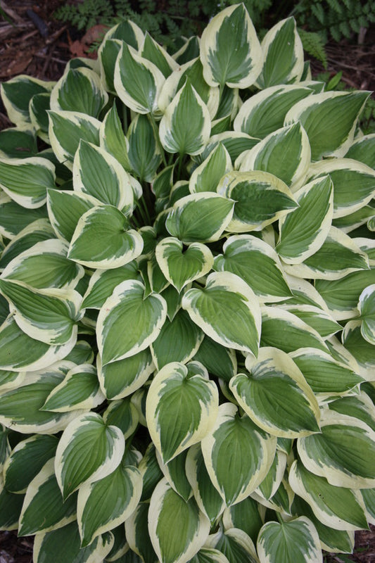 Image of Hosta 'Pilgrim'|Juniper Level Botanic Gdn, NC|JLBG