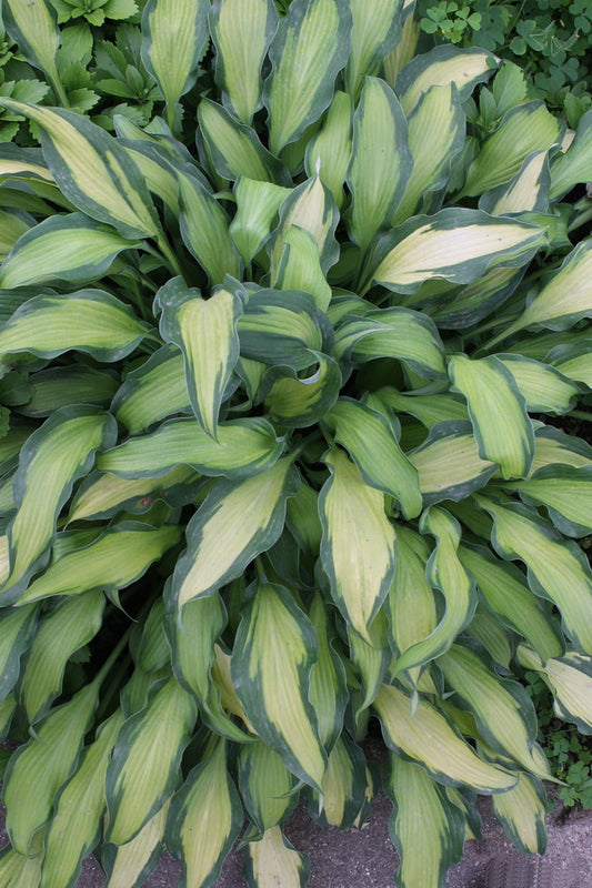 Image of Hosta 'Pineapple Express'|Walters Gardens, MI|
