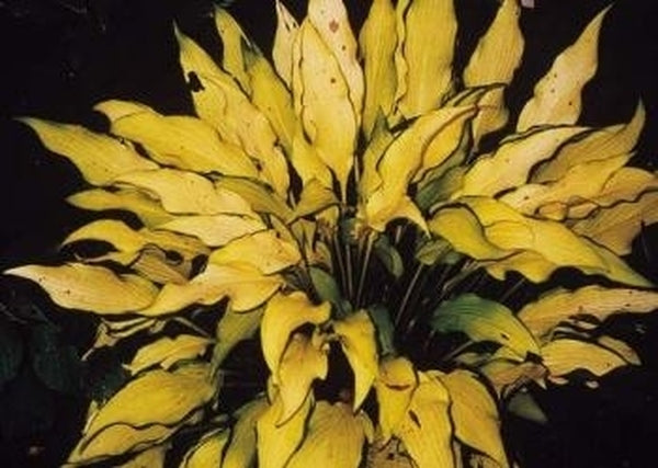 Image of Hosta 'Pineapple Upside Down Cake'taken at Green Hill Farm, NC by B. Solberg