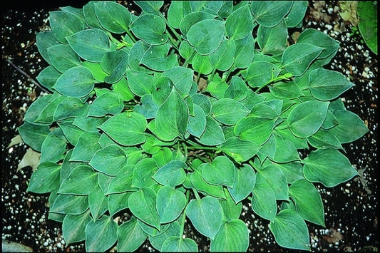 Image of Hosta 'Popo'|V. Wade Gdn, OH|