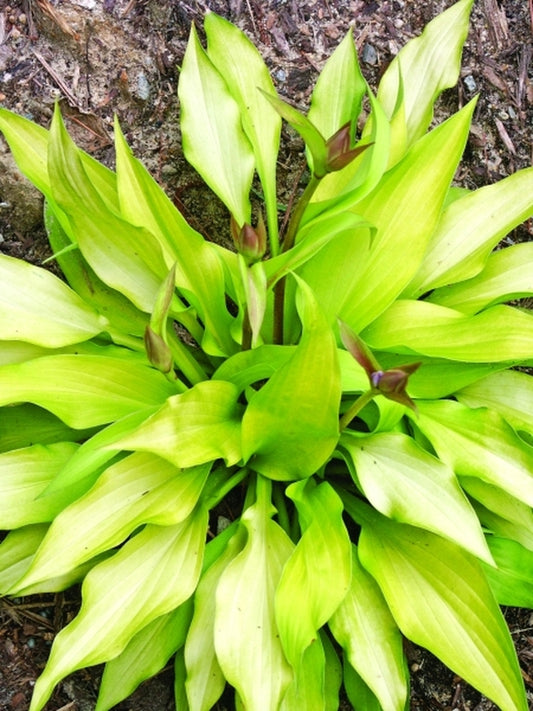 Image of Hosta 'Pot of Gold'|Juniper Level Botanic Gdn, NC|JLBG