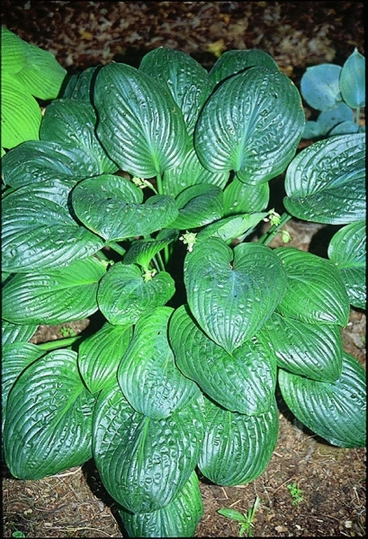 Image of Hosta 'Potomac Pride'|O. Petryszyn Gdn, IN|
