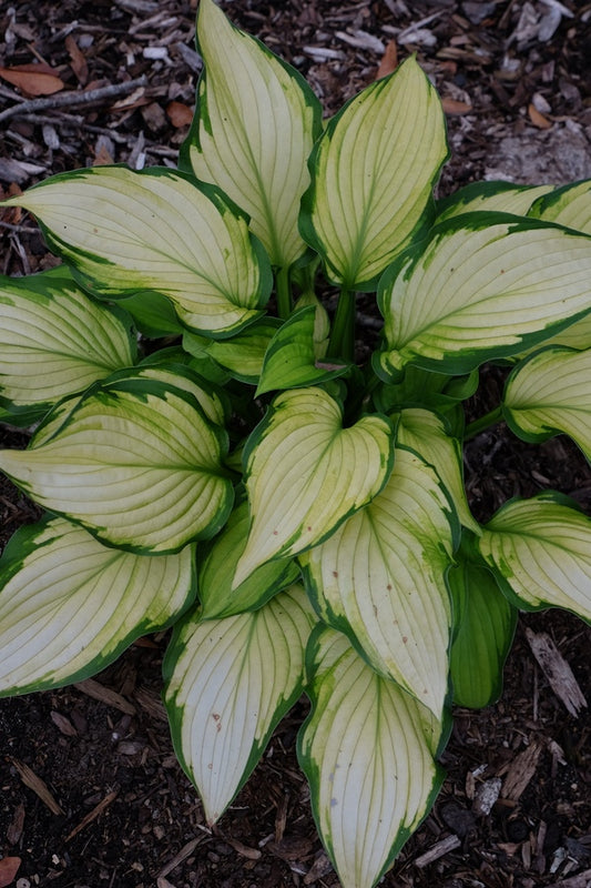 Image of Hosta 'Prairie's Edge' PPAF|Juniper Level Botanic Gdn, NC|