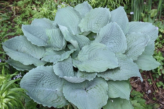 Image of Hosta 'Queen of the Sea'|H. Hansen Gdn, MN|