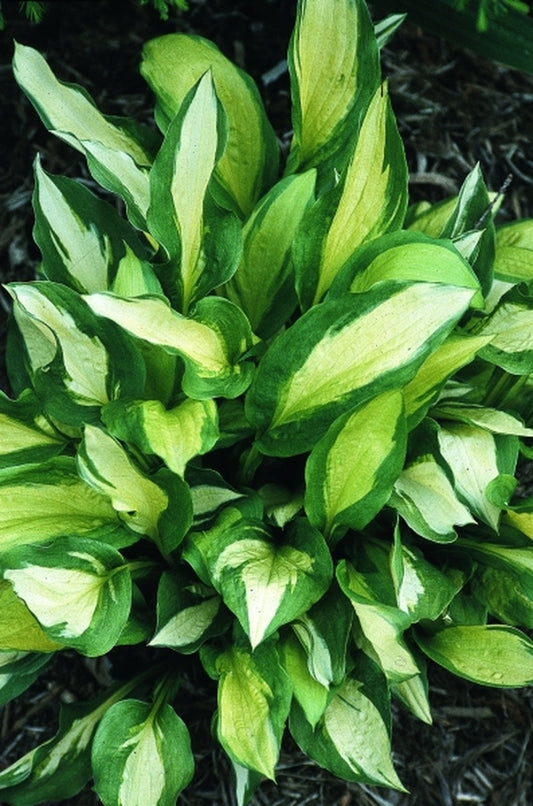 Image of Hosta 'Red Hot Flash'|Juniper Level Botanic Gdn, NC|JLBG