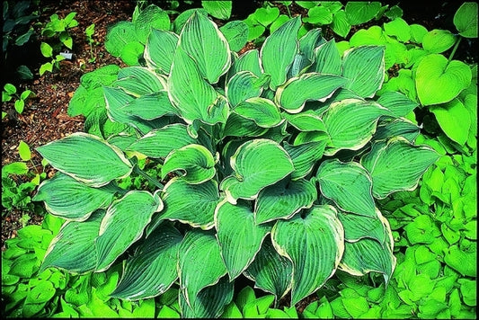 Image of Hosta 'Regal Splendor'|Indiana Gdn|