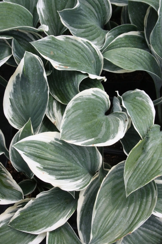 Image of Hosta 'Regal Supreme' PP 19,818|Juniper Level Botanic Gdn, NC|JLBG
