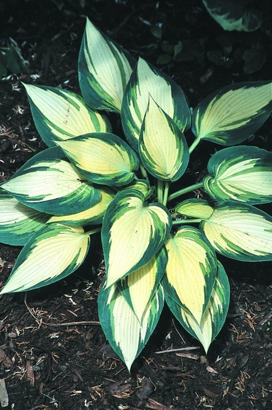 Image of Hosta 'Remember Me'|Juniper Level Botanic Gdn, NC|JLBG