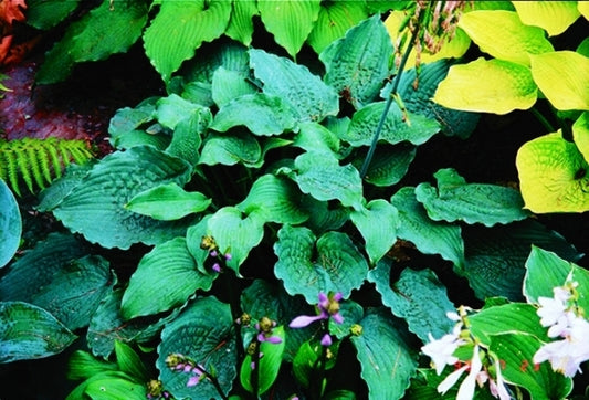 Image of Hosta 'Reptilian'|R. Sawyer Gdn, MN|R. Sawyer