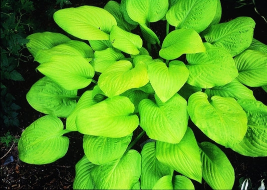 Image of Hosta 'Rising Sun'|P. Stygall Gdn, IN|