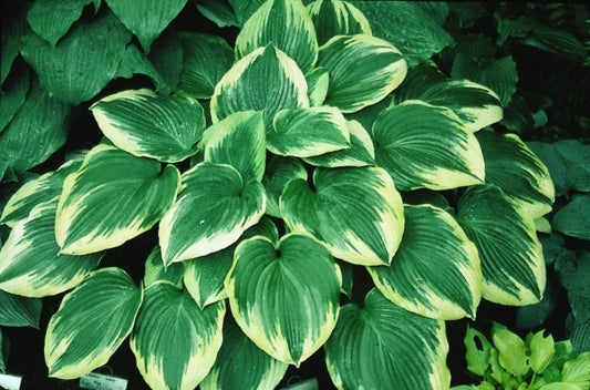 Image of Hosta 'Robert Frost'|D. Dean Gdn, MN|