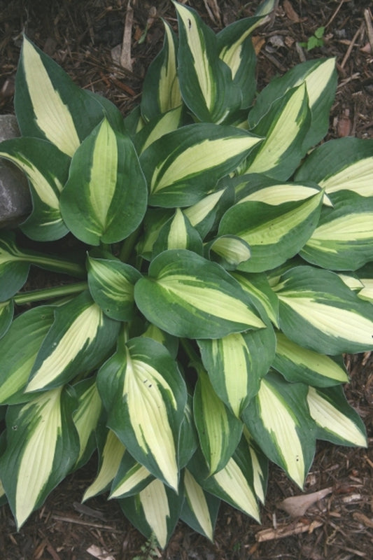 Image of Hosta 'Rootin Tootin'|Juniper Level Botanic Gdn, NC|JLBG