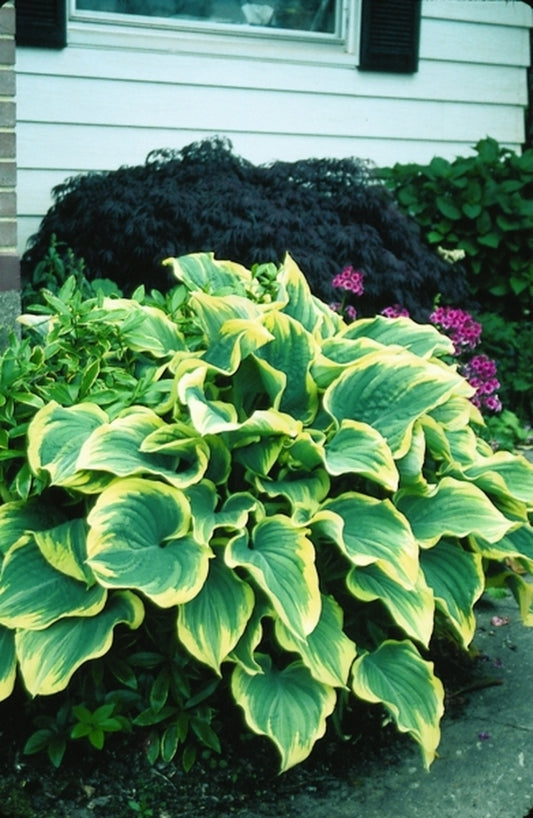 Image of Hosta 'Sagae'|Joy Creek Nsy, OR|