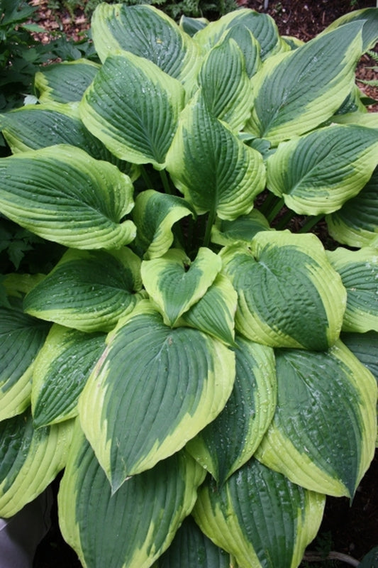 Image of Hosta 'Satisfaction'|Juniper Level Botanic Gdn, NC|JLBG