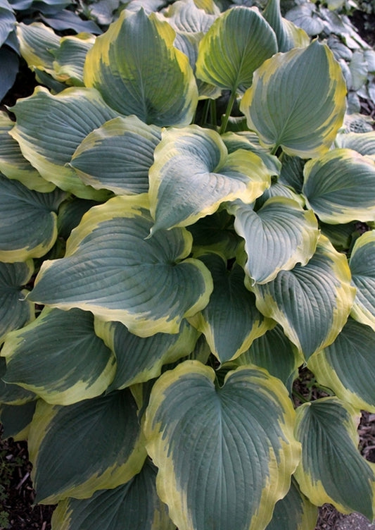 Image of Hosta 'Seducer' PP 22,413|Walters Gardens, MI|