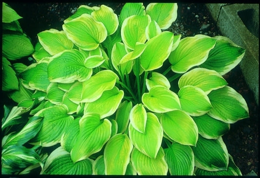 Image of Hosta 'Shade Fanfare'|J.C. Raulston Arboretum, NC|
