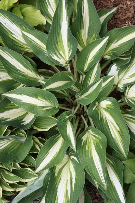 Image of Hosta 'Sharp Dressed Man'|Chopko Gdn, NJ|