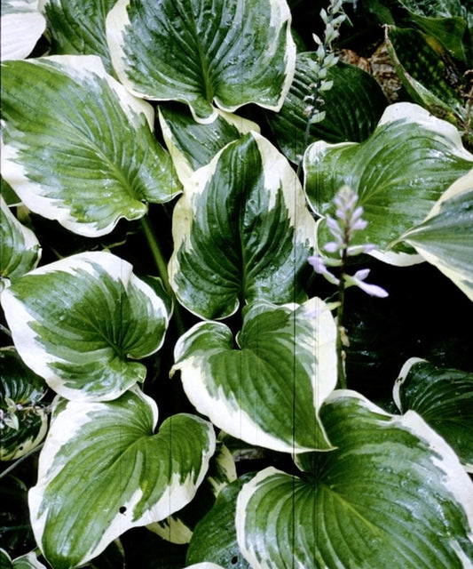 Image of Hosta 'Shirley Vaughn'|D. van Eechaute Gdn, Belgium|