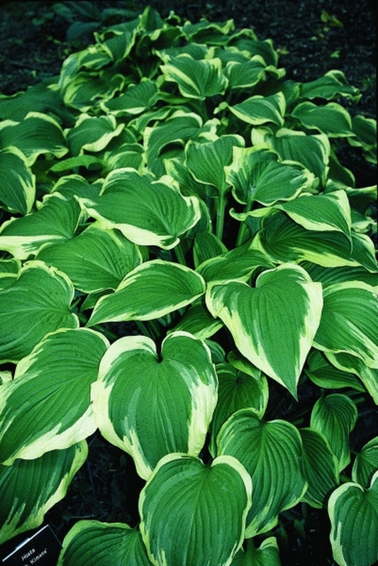 Image of Hosta 'Silk Kimono'|H. Hansen Gdn, MN|