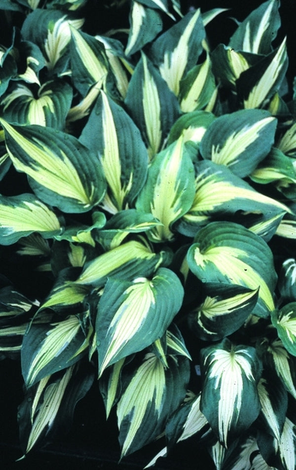 Image of Hosta 'Silver Lode'|Juniper Level Botanic Gdn, NC|JLBG
