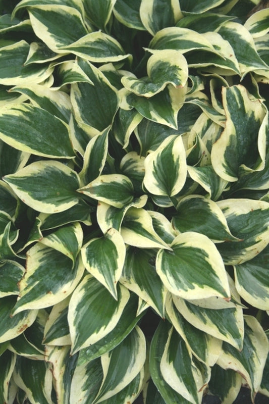 Image of Hosta 'Snowy Lake'|Juniper Level Botanic Gdn, NC|JLBG