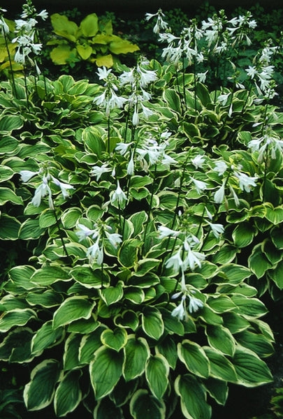 Hosta So Sweet