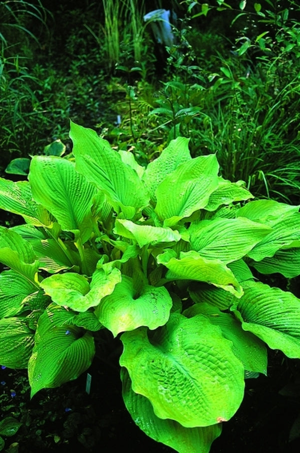 Hosta Floare Learn about Hosta 'Solar Flare' PP 7046 | H. Ross 81 | Perennial ...